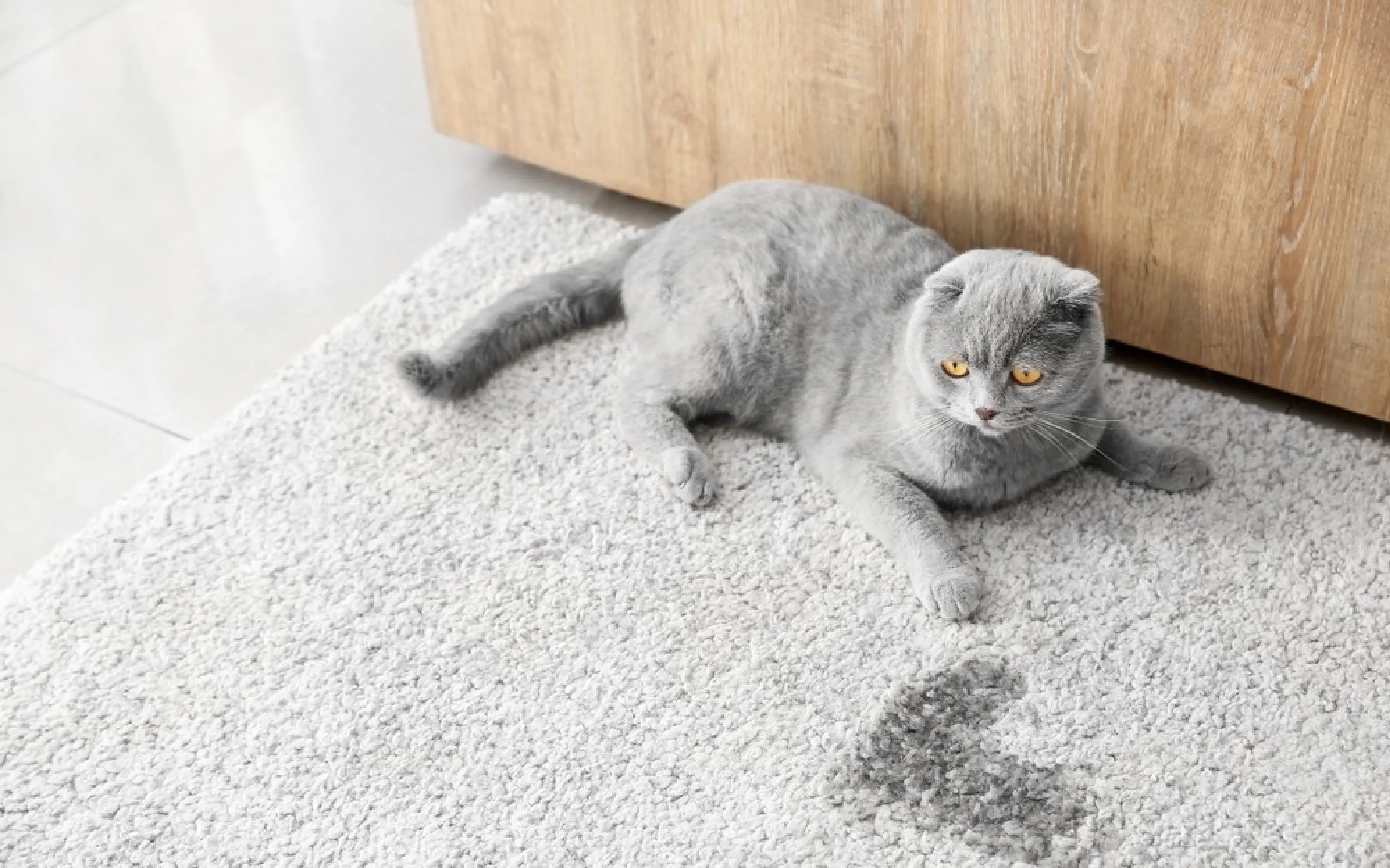 carpet cleaning in brooklyn, carpet cleaning in brooklyn, carpet cleaning brooklyn, carpet cleaners in brooklyn, carpet cleaners in brooklyn, commercial carpet cleaning, commercial carpet cleaning in brooklyn, brooklyn rug cleaners, rug cleaning services in brooklyn, same day carpet cleaning, same day rug cleaning